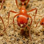Pogonomyrmex bicolor - obrazek 2