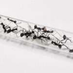 Polyrhachis abdominalis robotnica — błyszczące czarne lub złote ciało z kolcami tułowiowymi mrówka kolczasta z tropików Starego Świata, żywa kolonia w ANTonTOP