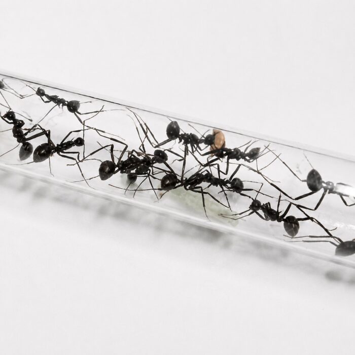 Polyrhachis abdominalis robotnica — błyszczące czarne lub złote ciało z kolcami tułowiowymi mrówka kolczasta z tropików Starego Świata, żywa kolonia w ANTonTOP