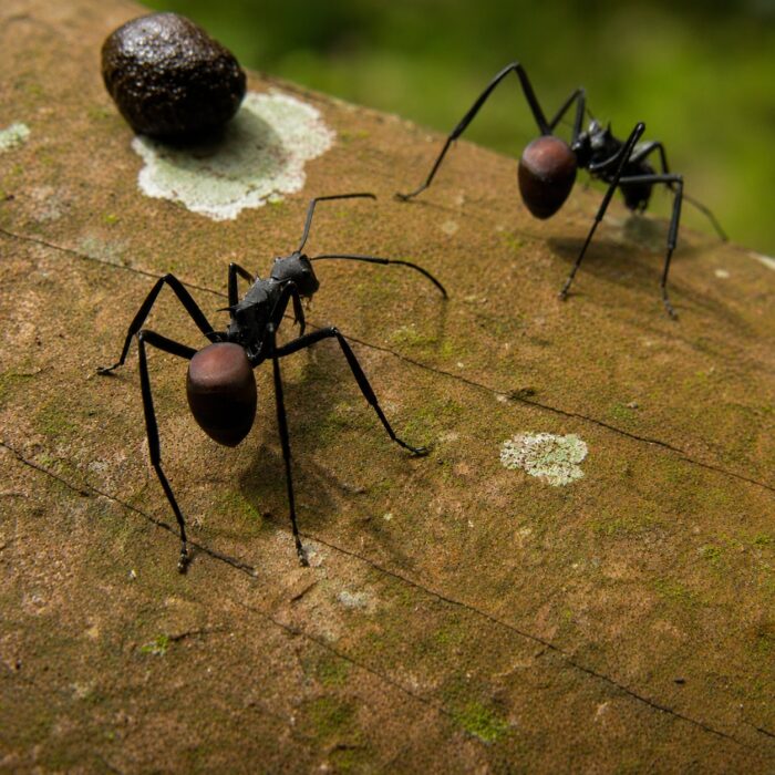 Polyrhachis abdominalis  obrazek 2