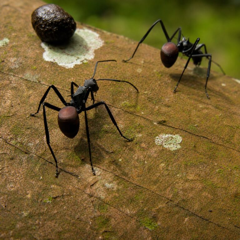 Polyrhachis abdominalis reina con cría — colonia fundadora de hormiga espinosa de los trópicos del Viejo Mundo, hormigas vivas en venta