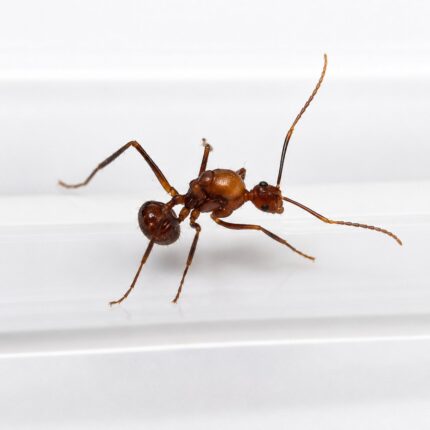 Polyrhachis alata worker — shiny black or golden with thoracic spines spiny ant from the Old World tropics, live colony at ANTonTOP