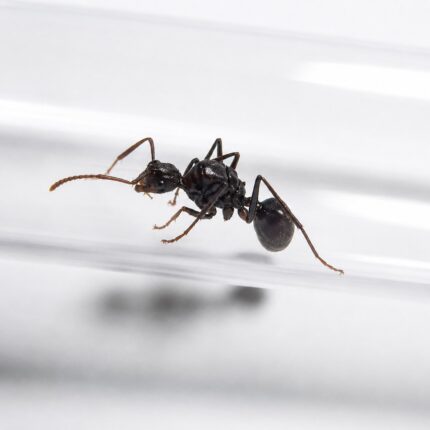 Polyrhachis arborea robotnica — błyszczące czarne lub złote ciało z kolcami tułowiowymi mrówka kolczasta z tropików Starego Świata, żywa kolonia w ANTonTOP