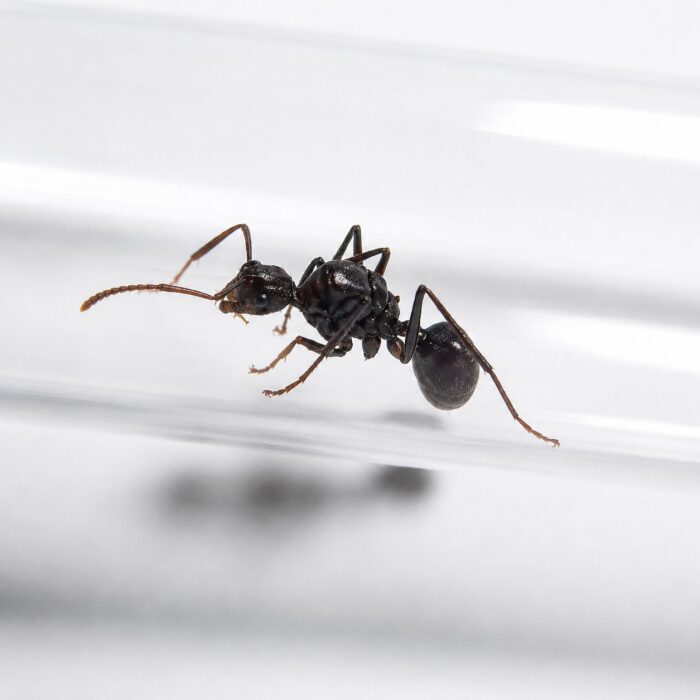 polyrhachisarboreaPolyrhachisarborea1 Polyrhachis arborea worker — shiny black or golden with thoracic spines spiny ant from the Old World tropics, live colony at ANTonTOP