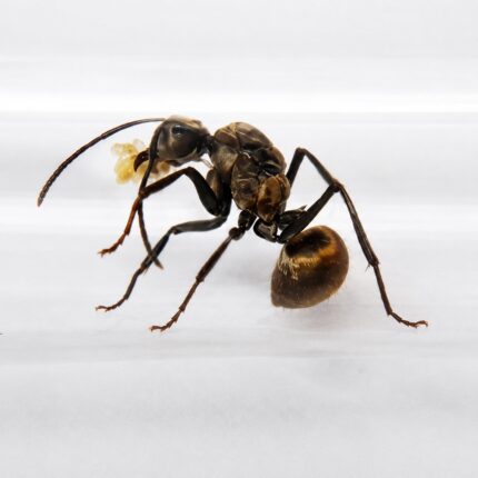 Polyrhachis arcuata worker — shiny black or golden with thoracic spines spiny ant from the Old World tropics, live colony at ANTonTOP