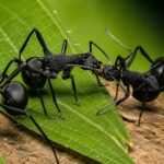 Polyrhachis armata worker — shiny black or golden with thoracic spines spiny ant from the Old World tropics, live colony at ANTonTOP