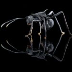 Polyrhachis armata reina con cría — colonia fundadora de hormiga espinosa de los trópicos del Viejo Mundo, hormigas vivas en venta