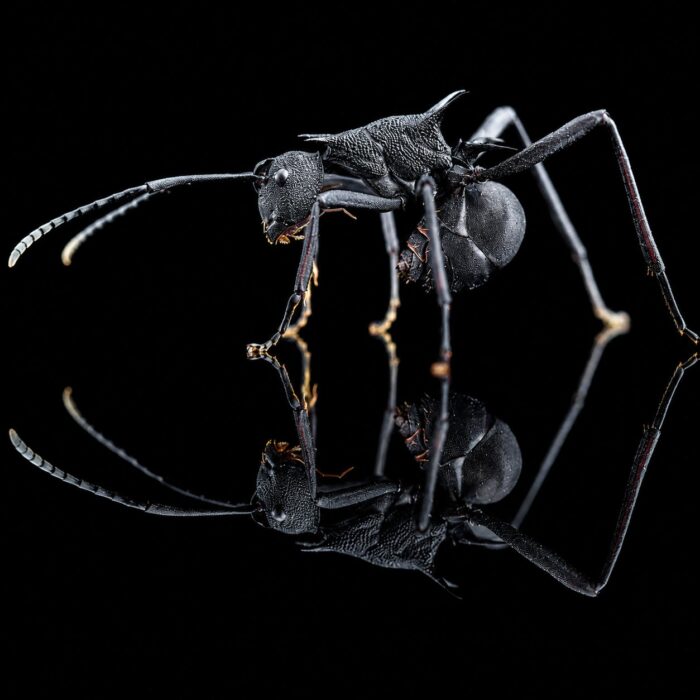 Polyrhachis armata reina con cría — colonia fundadora de hormiga espinosa de los trópicos del Viejo Mundo, hormigas vivas en venta