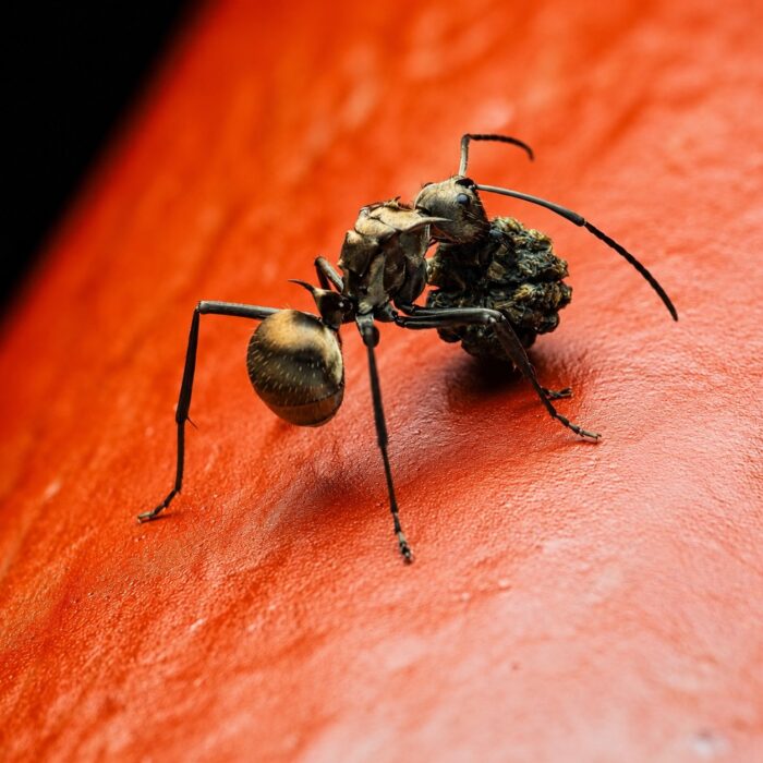 Polyrhachis beccari worker — shiny black or golden with thoracic spines spiny ant from the Old World tropics, live colony at ANTonTOP