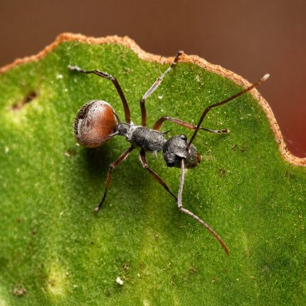 Polyrhachis bicolor worker — shiny black or golden with thoracic spines spiny ant from the Old World tropics, live colony at ANTonTOP