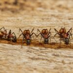 Polyrhachis bihamata robotnica — błyszcząca czarna z zakrzywionymi tułowiowymi hakami hakowata mrówka kolczasta z Azji Południowo-Wschodniej, żywa kolonia w ANTonTOP