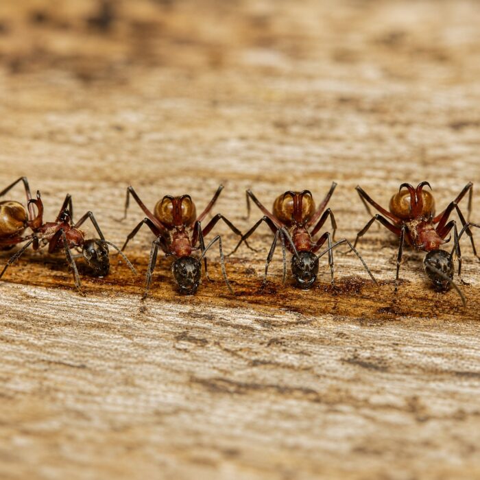 Polyrhachis bihamata robotnica — błyszcząca czarna z zakrzywionymi tułowiowymi hakami hakowata mrówka kolczasta z Azji PołudniowoWschodniej, żywa kolonia w ANTonTOP