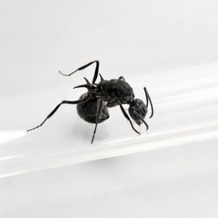 Polyrhachis calypso robotnica — błyszczące czarne lub złote ciało z kolcami tułowiowymi mrówka kolczasta z tropików Starego Świata, żywa kolonia w ANTonTOP