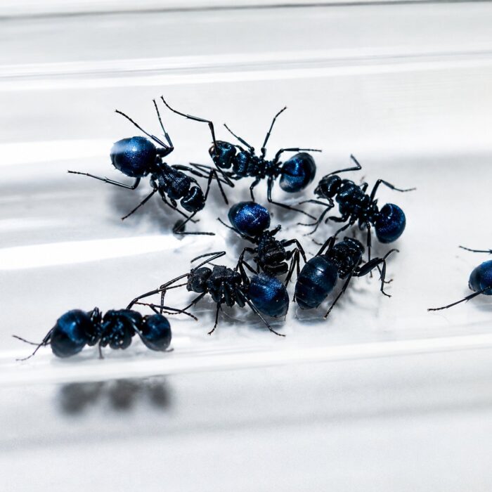 Polyrhachis cyaniventris robotnica — błyszczące czarne lub złote ciało z kolcami tułowiowymi mrówka kolczasta z tropików Starego Świata, żywa kolonia w ANTonTOP
