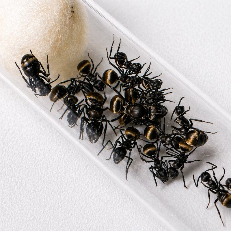 Polyrhachis dives robotnica — aksamitnie matowo-czarna z kolcami tułowiowymi jedwabnotkacka mrówka kolczasta z Azji Południowo-Wschodniej, żywa kolonia w ANTonTOP