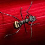 Polyrhachis dives — żywa kolonia mrówek na sprzedaż w ANTonTOP