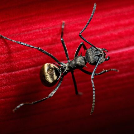 Polyrhachis dives — żywa kolonia mrówek na sprzedaż w ANTonTOP