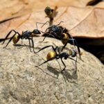 Polyrhachis dives - obrazek 4