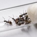 Polyrhachis dives - obrazek 3