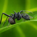 Polyrhachis furcata - obrazek 2