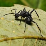 Polyrhachis furcata - obrazek 3