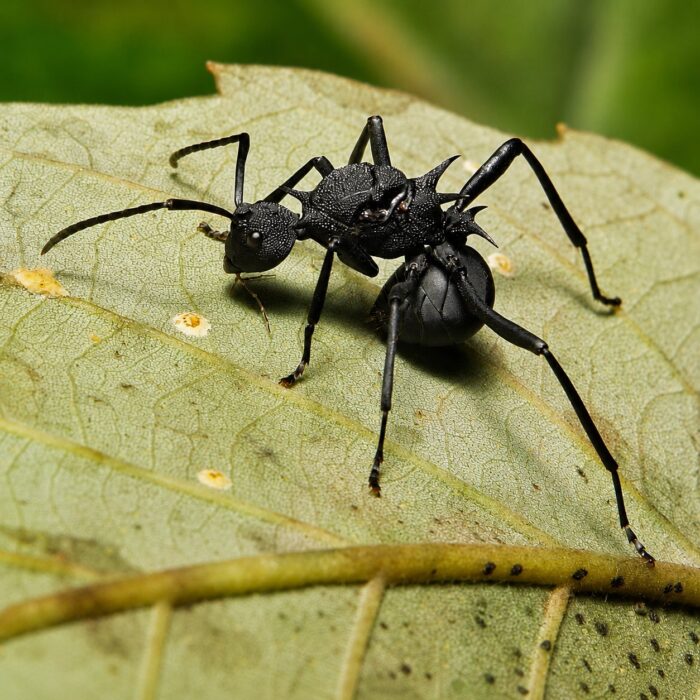 Polyrhachis furcata  obrazek 3