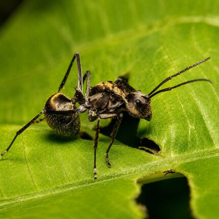 Polyrhachis illaudata worker — shiny black or golden with thoracic spines spiny ant from the Old World tropics, live colony at ANTonTOP