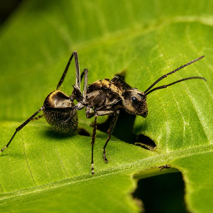 Polyrhachis illaudata robotnica — błyszczące czarne lub złote ciało z kolcami tułowiowymi mrówka kolczasta z tropików Starego Świata, żywa kolonia w ANTonTOP