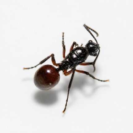 Polyrhachis mitrata robotnica — błyszczące czarne lub złote ciało z kolcami tułowiowymi mrówka kolczasta z tropików Starego Świata, żywa kolonia w ANTonTOP