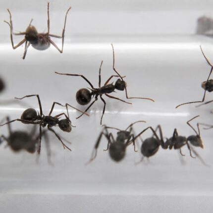 Polyrhachis muelleri robotnica — błyszczące czarne lub złote ciało z kolcami tułowiowymi mrówka kolczasta z tropików Starego Świata, żywa kolonia w ANTonTOP