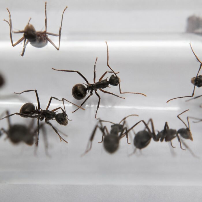 Polyrhachis muelleri robotnica — błyszczące czarne lub złote ciało z kolcami tułowiowymi mrówka kolczasta z tropików Starego Świata, żywa kolonia w ANTonTOP
