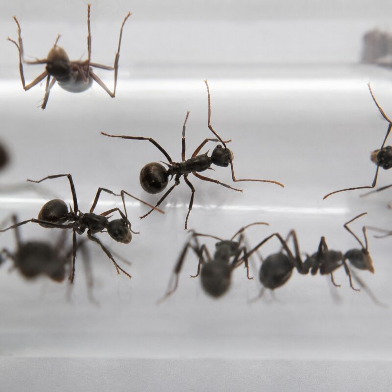 Polyrhachis muelleri robotnica — błyszczące czarne lub złote ciało z kolcami tułowiowymi mrówka kolczasta z tropików Starego Świata, żywa kolonia w ANTonTOP