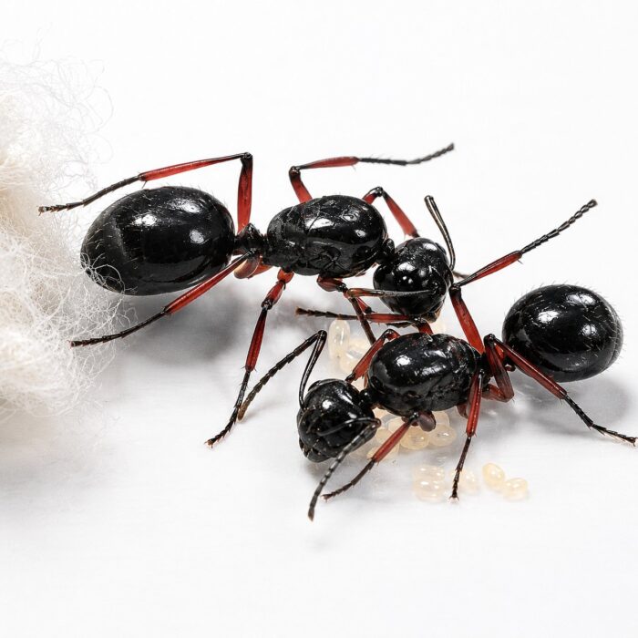 Polyrhachis rastellata robotnica — błyszczące czarne lub złote ciało z kolcami tułowiowymi mrówka kolczasta z tropików Starego Świata, żywa kolonia w ANTonTOP