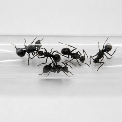 Polyrhachis risoxa robotnica — błyszczące czarne lub złote ciało z kolcami tułowiowymi mrówka kolczasta z tropików Starego Świata, żywa kolonia w ANTonTOP