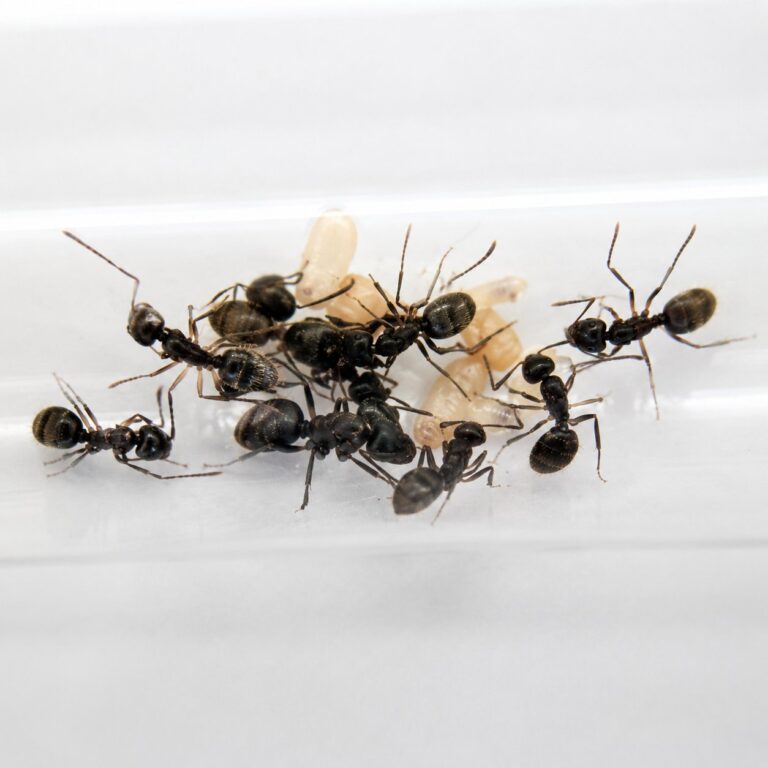 Polyrhachis vermiculosa robotnica — błyszczące czarne lub złote ciało z kolcami tułowiowymi mrówka kolczasta z tropików Starego Świata, żywa kolonia w ANTonTOP
