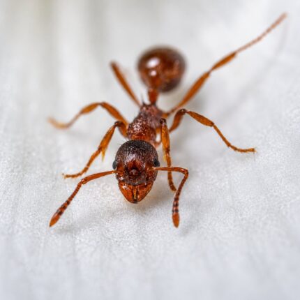 Pristomyrmex brevispinosus worker — small body with reduced eyes litter ant from the Old World tropics, live colony at ANTonTOP