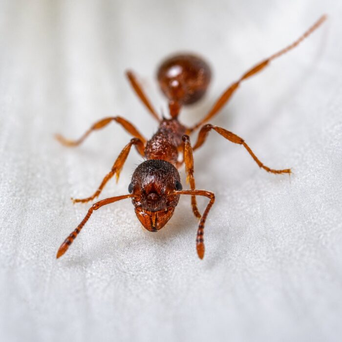 Pristomyrmex brevispinosus worker — small body with reduced eyes litter ant from the Old World tropics, live colony at ANTonTOP
