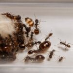 Proformica nasuta worker — small reddish-brown body steppe ant from the Eurasian steppes, live colony at ANTonTOP