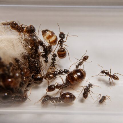 Proformica nasuta worker — small reddish-brown body steppe ant from the Eurasian steppes, live colony at ANTonTOP