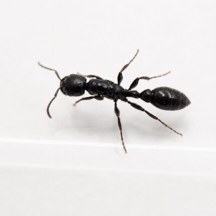 Pseudomyrmex lynceus robotnica — wąskie wydłużone ciało i duże oczy smukła mrówka z Neotropik, żywa kolonia w ANTonTOP