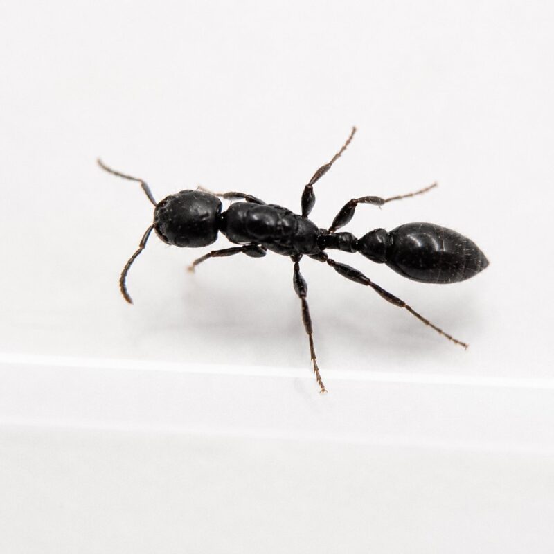 Pseudomyrmex lynceus robotnica — wąskie wydłużone ciało i duże oczy smukła mrówka z Neotropik, żywa kolonia w ANTonTOP