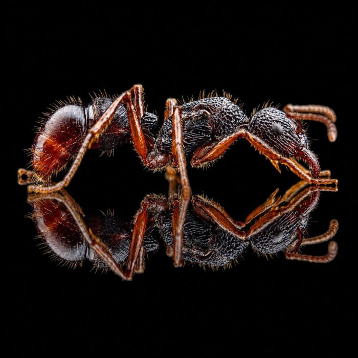 Rhytidoponera chalybeae worker — jewellike metallic cuticle greenhead ant from Australia, live colony at ANTonTOP