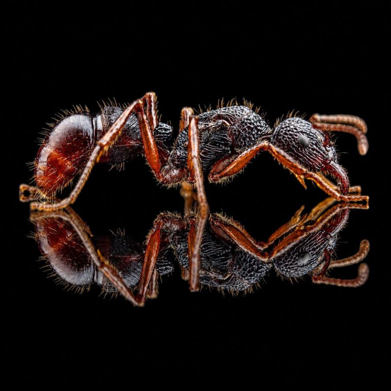 Rhytidoponera chalybeae worker — jewel-like metallic cuticle green-head ant from Australia, live colony at ANTonTOP
