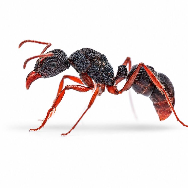 Rhytidoponera chalybeae reina con cría — colonia fundadora de hormiga cabeza verde de Australia, hormigas vivas en venta
