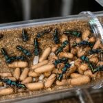 Rhytidoponera metallica worker — iridescent metallic green-blue green-head metallic ant from eastern Australia, live colony at ANTonTOP