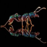 Rhytidoponera metallica reina con cría — colonia fundadora de hormiga cabeza verde metálica del este de Australia, hormigas vivas en venta