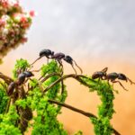 Rhytidoponera metallica obreras en formicario — 5-7 mm hormiga cabeza verde metálica para criadores, colonias gamergato sin reina en el monte australiano