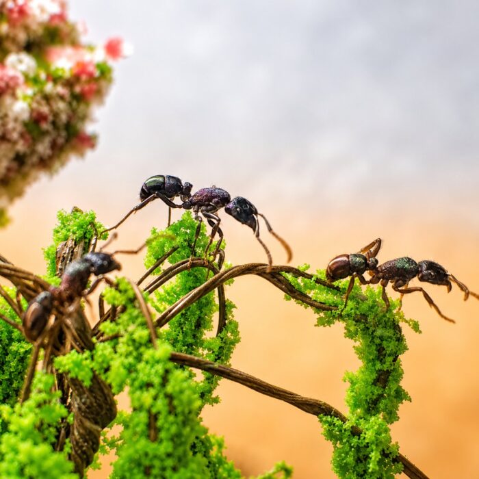 Rhytidoponera metallica obreras en formicario — 57 mm hormiga cabeza verde metálica para criadores, colonias gamergato sin reina en el monte australiano