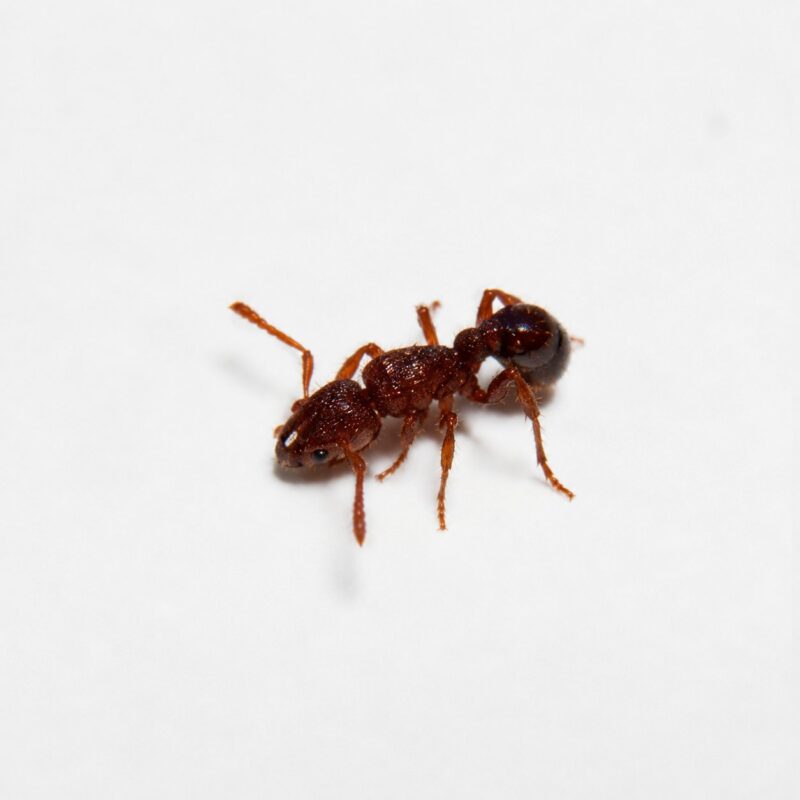 Stictoponera coxalis robotnica — błyszczący wyrzeźbiony oskórek mrówka ponerine z Azji Południowo-Wschodniej, żywa kolonia w ANTonTOP