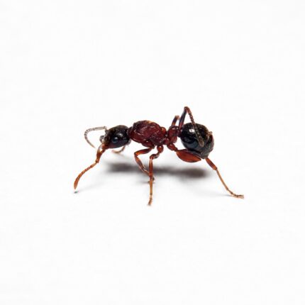 Stictoponera menadensis worker — shining sculptured cuticle ponerine ant from Southeast Asia, live colony at ANTonTOP